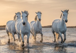 Cavalos Brancos_AIS 30