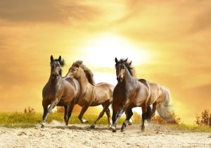 Cavalos na Areia_AIS 03