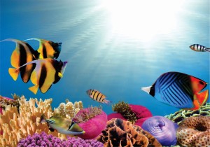 Fundo do Mar01_Anim Fun Mar