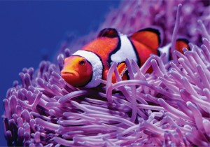 Fundo do Mar 02_Anim Fun Mar