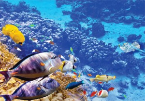 Fundo do Mar 04_Anim Fun Mar