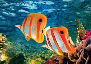 Fundo do Mar 05_Anim Fun Mar