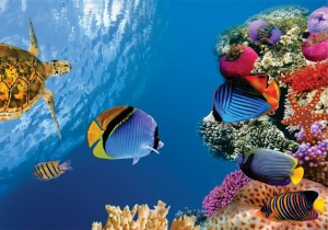 Fundo do Mar 06_Anim Fun Mar