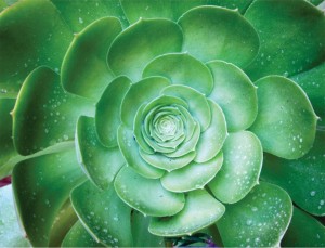 Suculentas_03