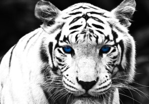 Tigre Branco_ANS 218